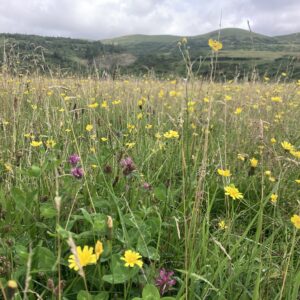Corehead hay meadow. Credit: Kate O'Leary.
