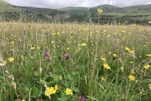 Pollinators Along the Tweed