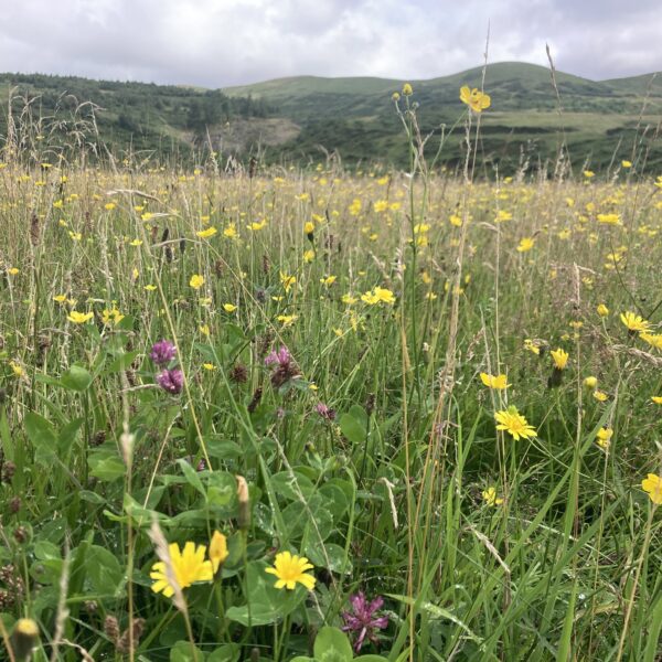 Pollinators Along the Tweed