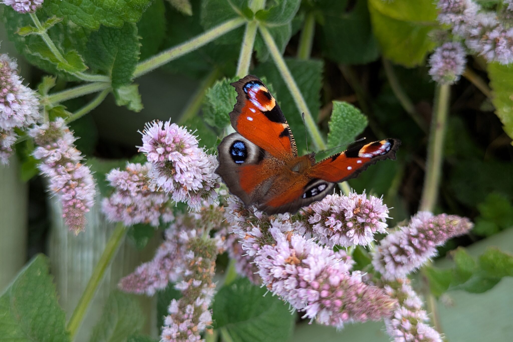 Pollinator Survey Skills