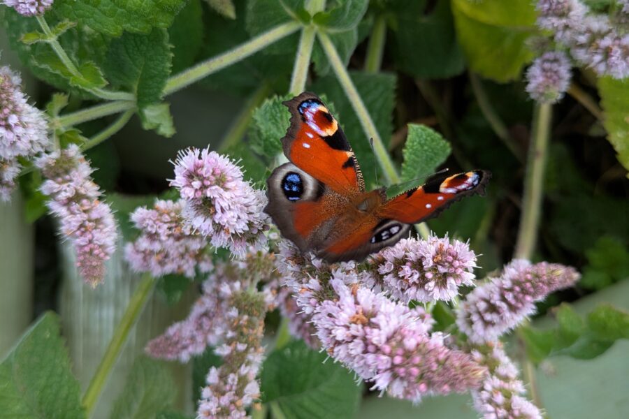 Pollinator Survey Skills