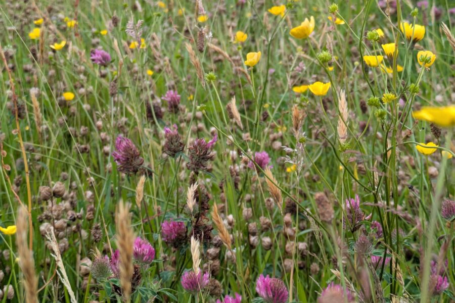 Pollinator survey uncovers three new species records across the Scottish Borders
