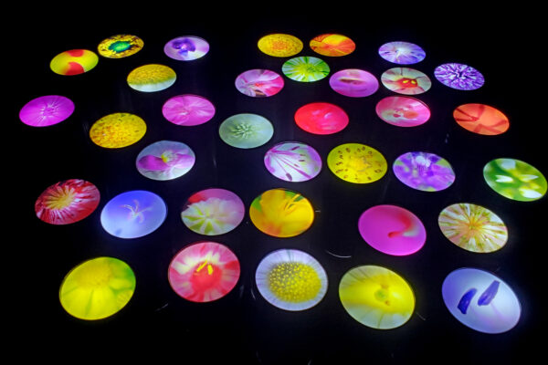 Small light up discs are positioned on the ground with enhanced images of flowers in each one.