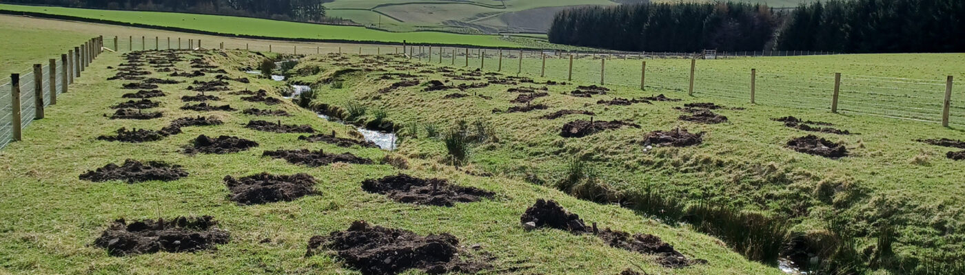 Riparian Woodland Creation