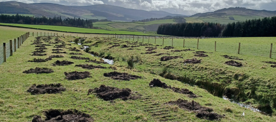 Riparian Woodland Creation