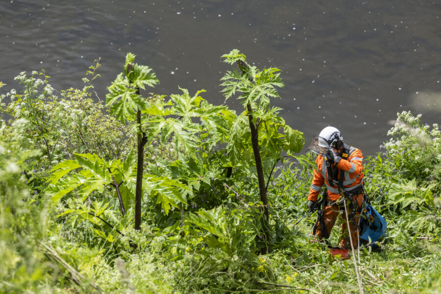Specialist contractor Rhys Matthews abseils on the banks of the River Tweed at Coldstream to reach and treat giant hogweed plants as part of Tweed Forum’s invasive non-native species plant control project.