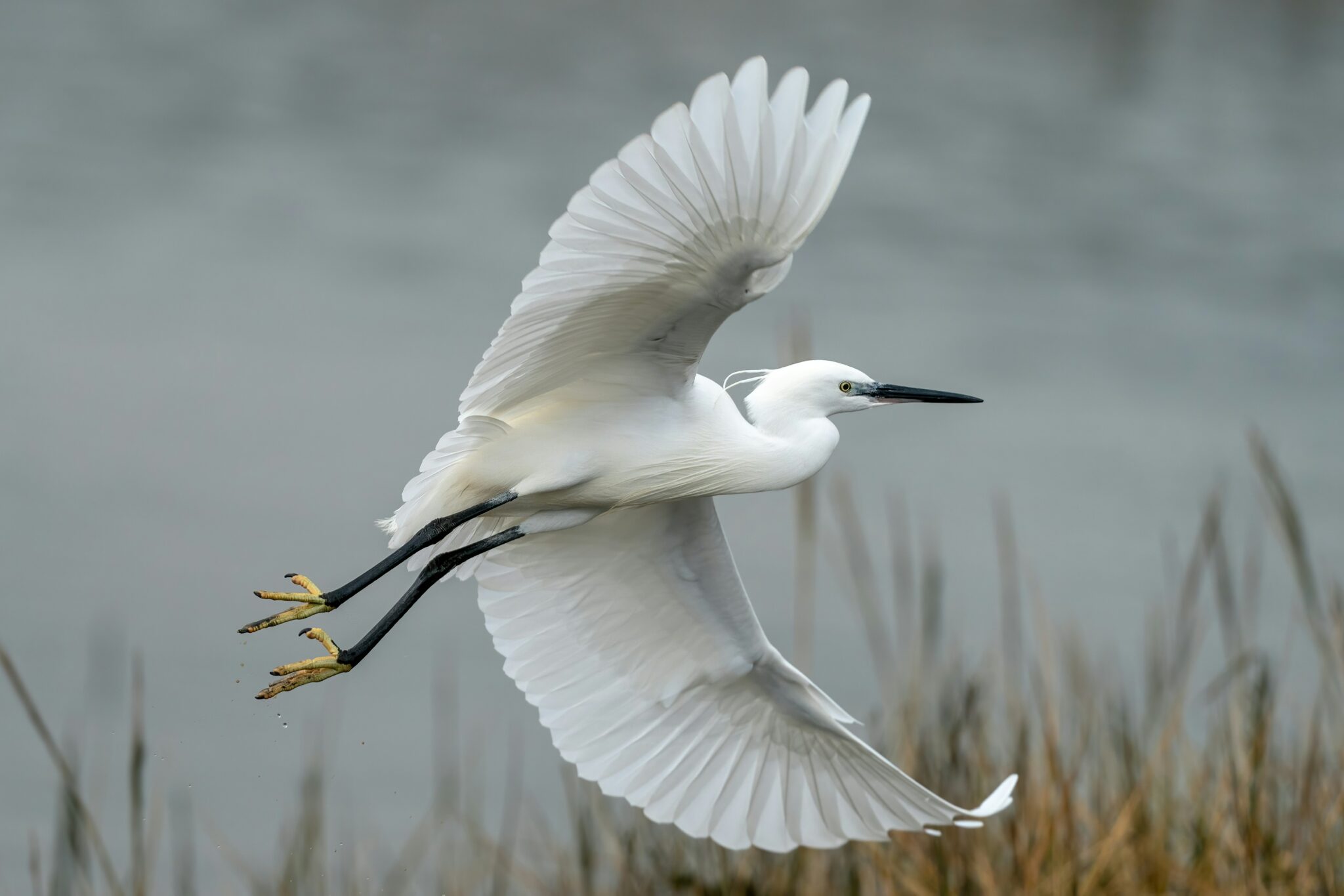 Concert: The Meteoric Rise of the Little Egret, at Abbotsford Chapel