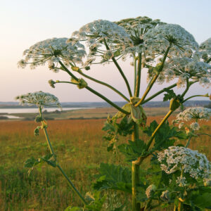 Giant Hogweed