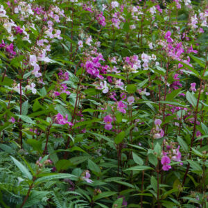 Himalayan Balsam