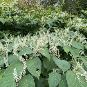 Japanese Knotweed