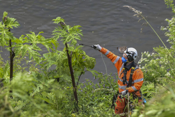 Specialist contractor Rhys Matthews from specialist infrastructure contractor, SAS Rope & Rail abseils on the banks of the River Tweed at Coldstream to reach and treat giant hogweed plants as part of our invasive non-native species plant control project