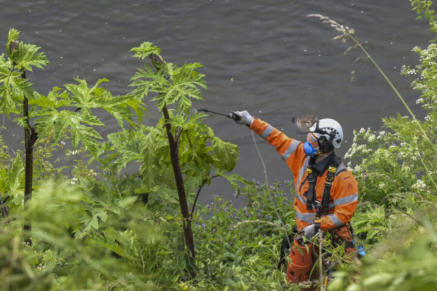 Specialist contractor Rhys Matthews from specialist infrastructure contractor, SAS Rope & Rail abseils on the banks of the River Tweed at Coldstream to reach and treat giant hogweed plants as part of our invasive non-native species plant control project