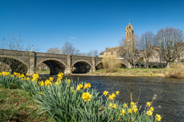 In the foreground, a group of daffodils which sit on the bank of the River Tweed. In the background is a church spire and arched bridge with some houses and trees.