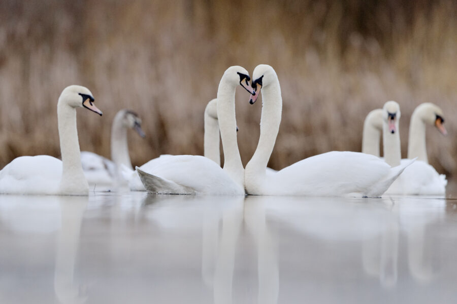 Swanning About