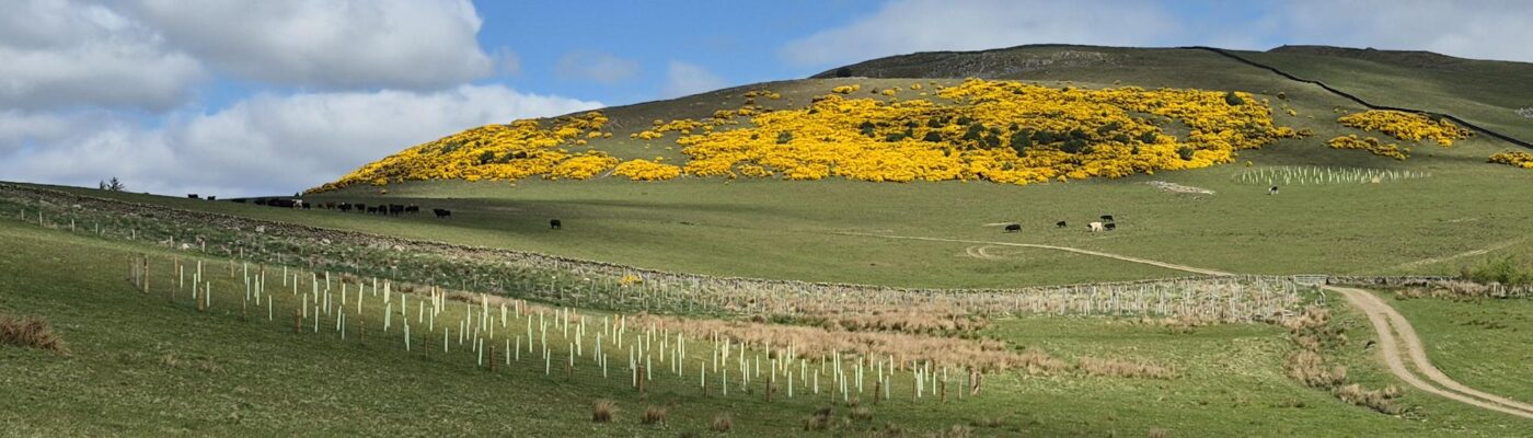 Designed Landscapes – Fairnilee Estate
