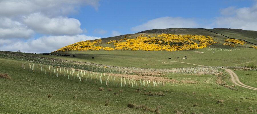 Designed Landscapes – Fairnilee Estate