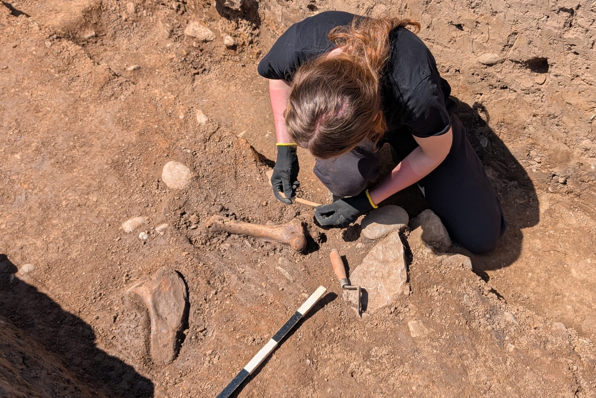 A Bone to Pick: Archaeological Animal Bone Workshop, Innerleithen