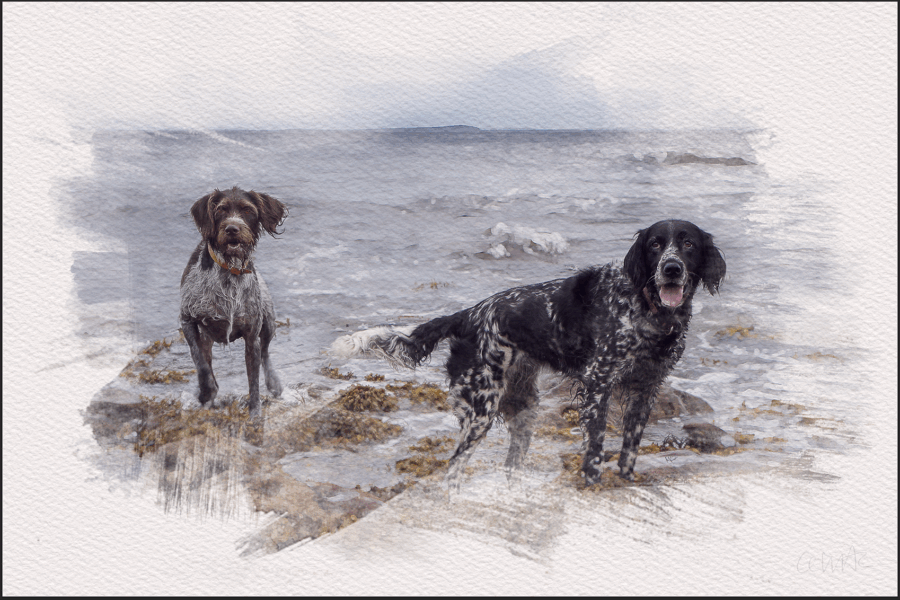 An Otter from the Tweed