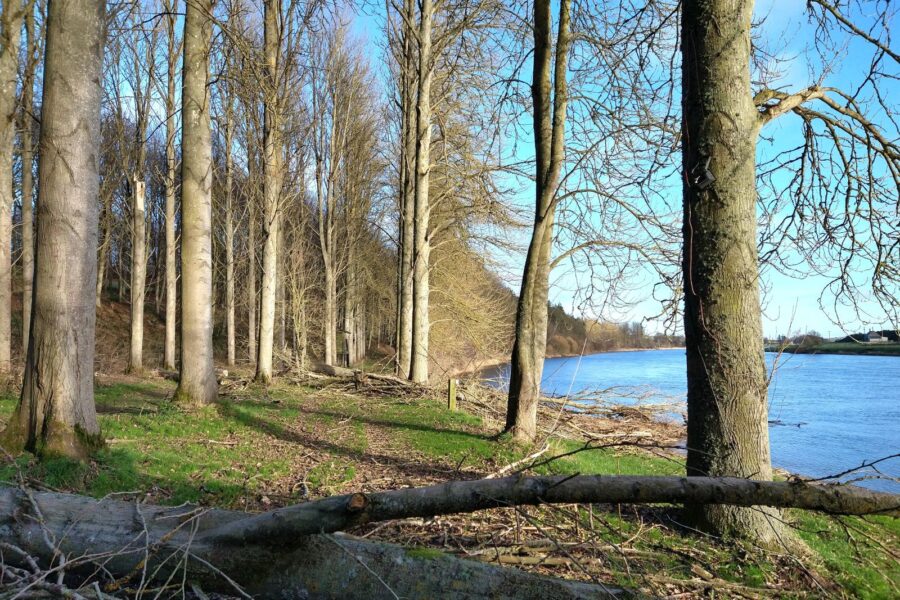 In the wake of Arwen