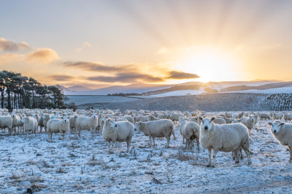 Wool, Water and Weaving
