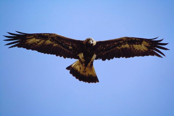 Golden Eagles in the Moffat Hills