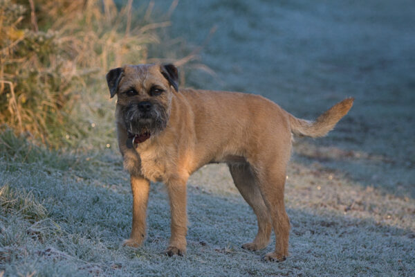 Tweed Walks with Elsa