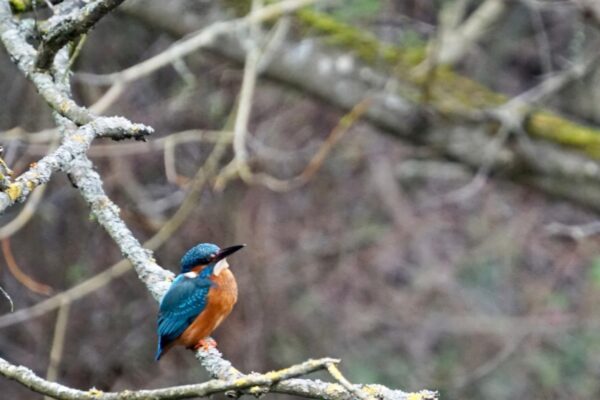 the magic of river pool swimming