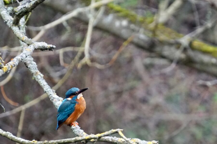 the magic of river pool swimming