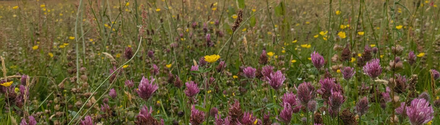 Improving pollinator habitats at Corehead