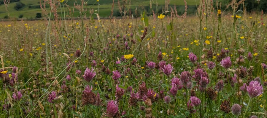 Improving pollinator habitats at Corehead