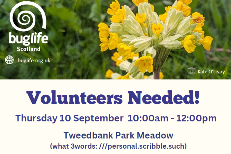 Tweedbank Planting