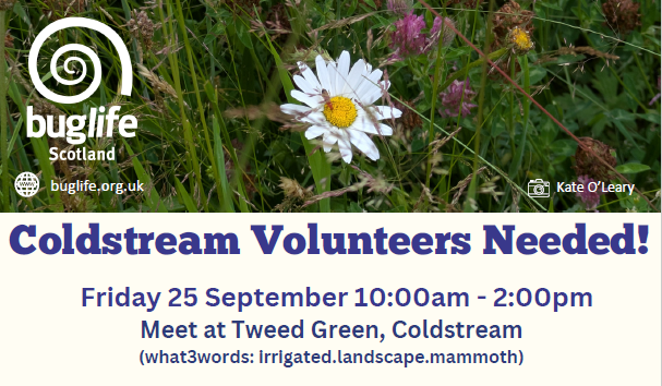 Pollinators Along the Tweed Volunteer Day, Coldstream