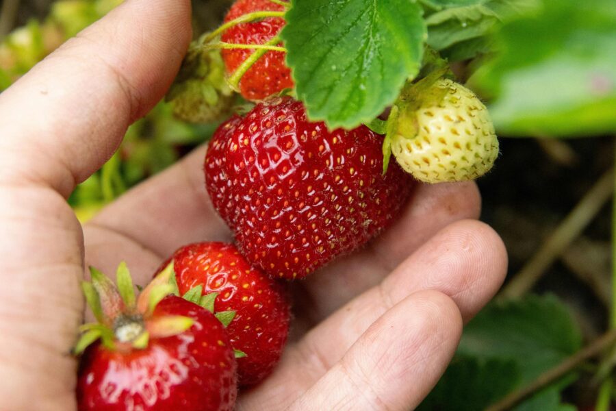 Fishing, foraging and getting in a jam